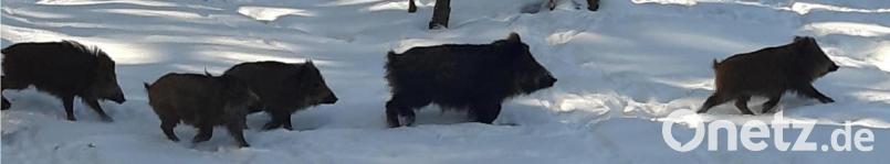 Musik im Wildpark: Die Wildschweine lieben Hardrock. Bild: gis