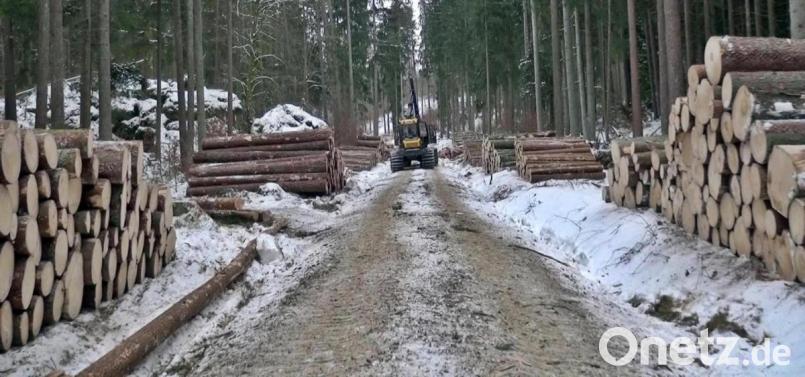 Für das Holz, das momentan im Bereich der Hohen Tanne eingeschlagen wird, lässt sich momentan auf dem Markt ein guter Preis erzielen. Bild: jma