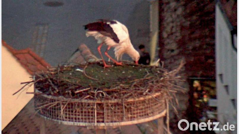 Am Donnerstag, 18. Februar, erwacht der Storch das erste Mal in diesem Jahr wieder im Horst auf dem Alten Schulhaus in Weiden. Bild: Webcam Stadt Weiden