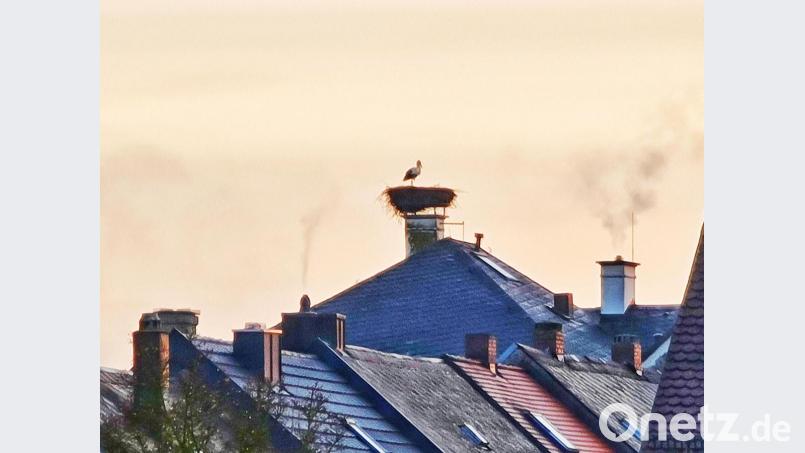 Der Storch hat den Horst auf dem ehemaligen Amtsgerichtgebäude bezogen. Bild: Jennifer Müller/exb