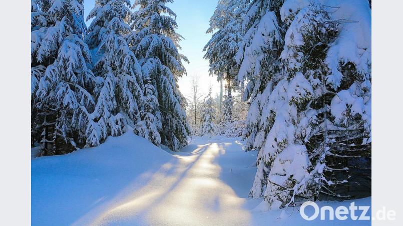 Winterwunderland Steinwald: Mehrmals durften sich in diesem Winter Naturliebhaber, Spaziergänger und Skilangläufer an derartigen Impressionen im Steinwald erfreuen. Pulverschnee und Sonnenschein bescherten Fotomotive zuhauf. Bild: bsc