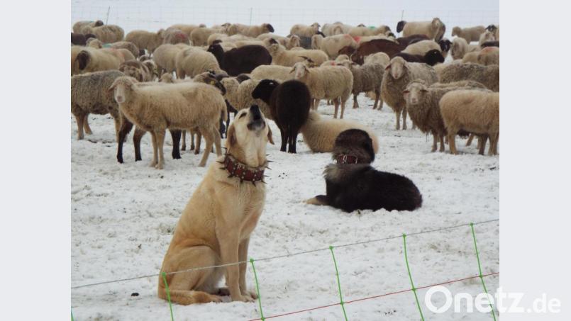 Die beiden Herdenschutzhunde des betroffenen Wanderschäfers sind immer bei den Schafen in der Umzäunung. Das von einem Wolf gerissene Schaf hatte sich allerdings außerhalb des Zauns aufgehalten. Bild: ll