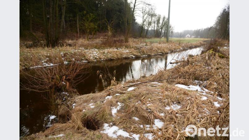 Links neben dem Busch am Ufer befindet sich der Eichpfahl. Es ist die Stelle, an der das Altwasser des Zottbaches am nähesten vorbeifließt. Im Altwasser soll das Stauwehr errichtet werden, um das Wasser dann in den Triebswerkskanal einzuleiten. In der Berglerschleif (im Hintergrund) wird das Wasser zur Stromerzeugung mittels Turbine genutzt. Bild: bey