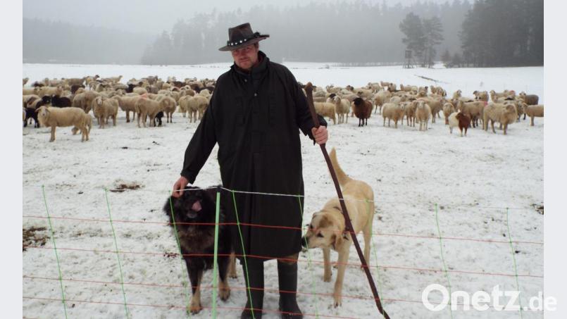 Schäfer Markus Schreiner zusammen mit seinen beiden Herdenschutzhunden vor der Schafherde, die sich derzeit bei Michelfeld aufhält. Bild: ll