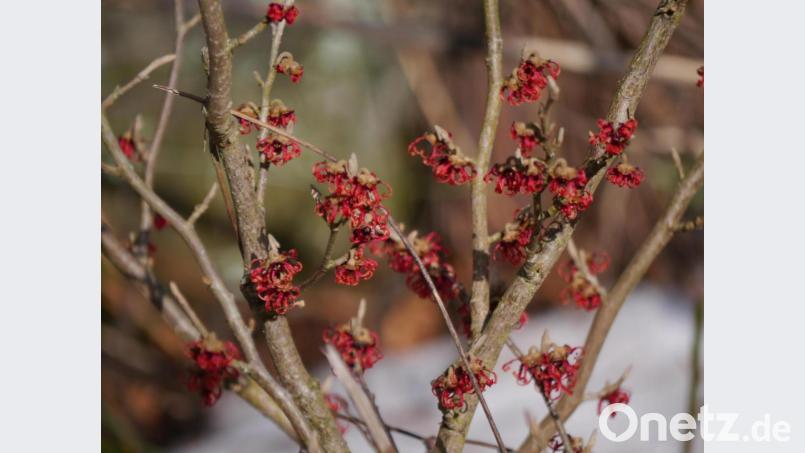 Die Zaubernuss versprüht ihren Charme. Bild: gis