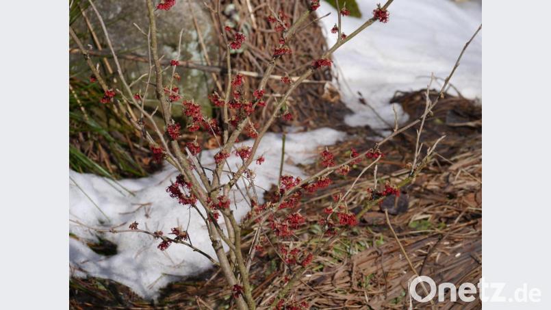 Die Zaubernuss versprüht Charme im Schnee. Bild: gis