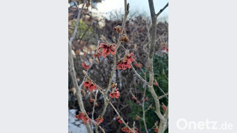 Die Zaubernuss blüht. Bild: gis