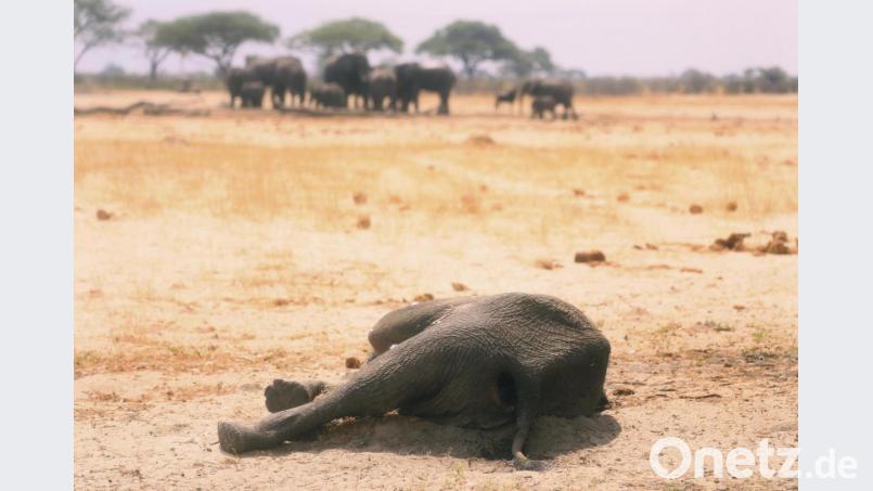 Dürrekatastrophen betreffen nicht nur die Tierwelt, wie hier im Hwange-Nationalpark in Simbabwe. Der Klimawandel verstärkt solche Phänomene. Bild: dpa/AP