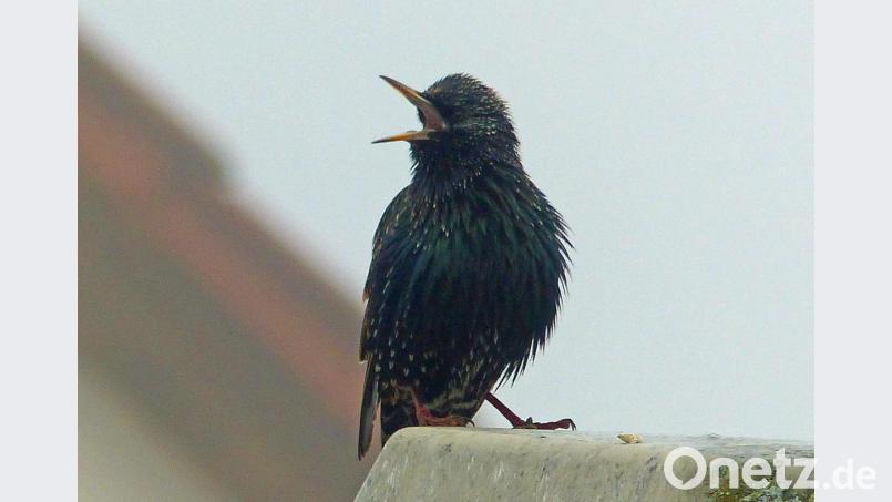 Der Star ist aus seinem Winterquartier zurück. Bild: Andreas Royer