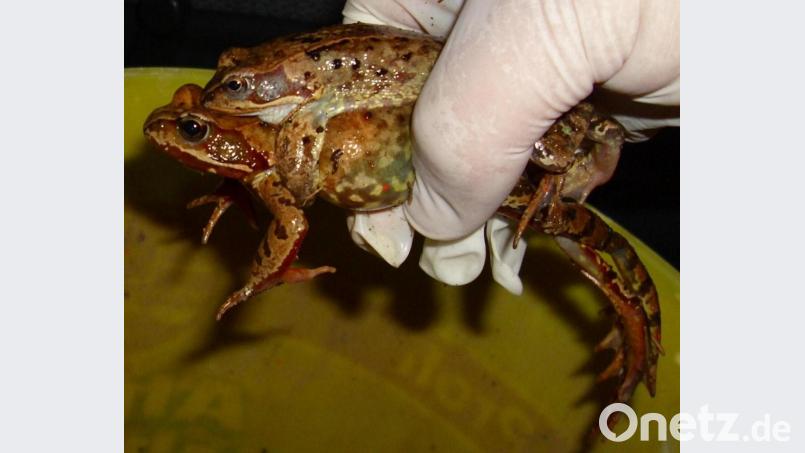 &quot;Langsam fahren&quot; heißt es in den kommenden Wochen zum Schutz von Kröten oder Fröschen, wie hier ein Grasfroschpaar (Rana temporaria). Archivbild: Josef Pilfusek