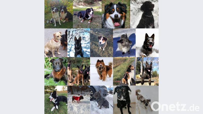 Diese Hunde haben bei einer Aktion am vergangenen Wochenende 1665 Euro für Krummennaaber Betriebe beim Gassi gehen &quot;erlaufen&quot;. Bild[M]: Eva Faulhaber/exb