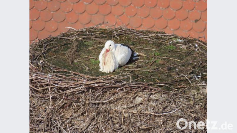 Der Horst auf dem Kamin des Pfarrhofs in Tirschenreuth erschien einem Storchenmann auch heuer als geeigneter Brutplatz. Bild: szl