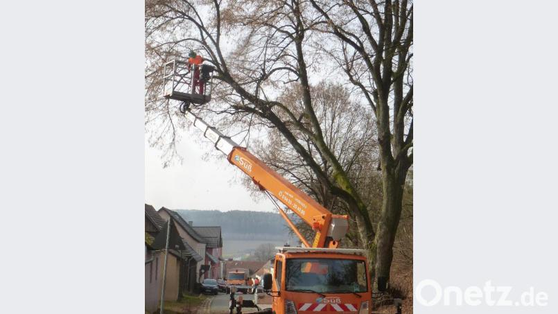 Pflegearbeiten an den Bäumen in der Oberviechtacher Straße. Bild: mad