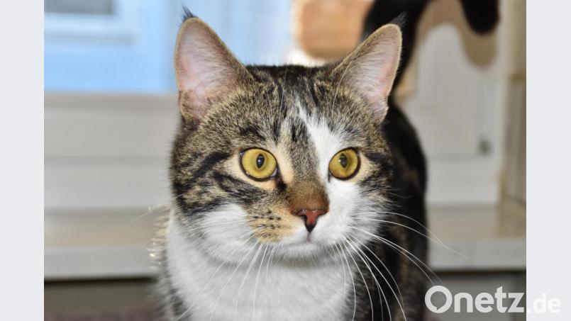 Janosch wartet im Tierheim auf neue Besitzer. Bild: hcz
