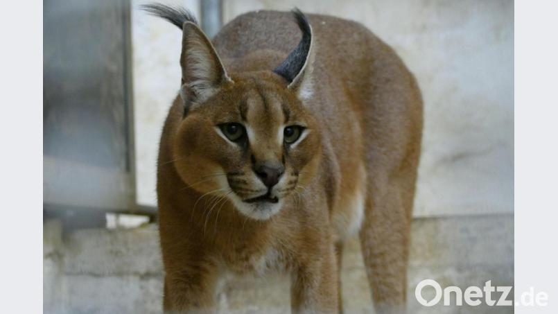 Die undatierte Aufnahme zeigt den Wüstenluchs „Philipp“ in der Quarantänestation des Tiergartens Nürnberg. Archivbild: Jörg Beckmann/Tiergarten Nürnberg/dpa/
