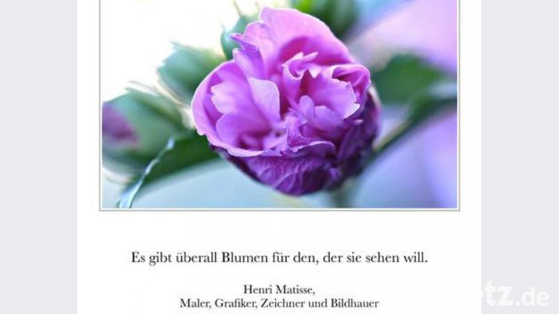 Die lila Rose hat Jürgen Klein einem Zitat von Künstler Henri Matisse zugeordnet. Bild: ubb