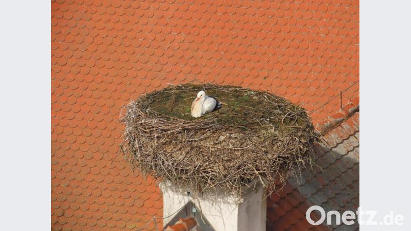 Einen Monat früher als die Jahre zuvor, kehrte ein Storch aus seiner Winterresidenz in die Kreisstadt zurück. Bild: szl