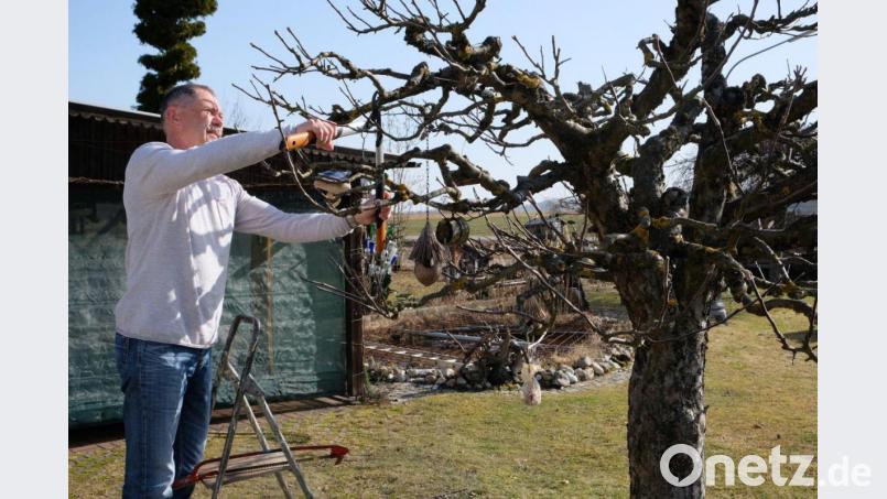 Kaum sind die ersten warmen Tage im Frühjahr da, geht es im Garten wieder los. Hans Rupprecht, Vorsitzender des Obst- und Gartenbauvereins Eschenbach, zwickt seinen Obstbaum zurecht. Die Schere sollte man aber noch nicht überall im Garten ansetzen. Bild: do