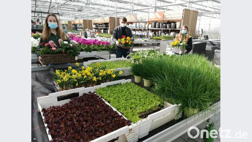 Blumenkörbe, Salatpflanzen und Schnittlauch: Bei der Gärtnerei Baumer in Oberviechtach räumt Martin Urban mit seinen Kolleginnen gerade die Pflanztische ein. Bild: Portner