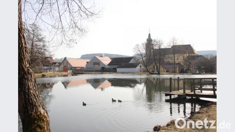 Hübsch anzuschauen ist er schon, der Marktweiher in Oberviechtach. Schöner fänden ihn die Angler noch, würde sich dort nicht auch der Fischotter pudelwohl fühlen und eine Menge Schaden anrichten. Bild: Mardanow