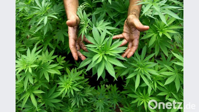 Cannabis-Pflanzen, aus denen auch Marihuana hergestellt werden, sind in einer Plantage zu sehen. Am Freitag begann in Weiden ein Prozess gegen einen 35-jährigen Mann, der die Lieferung großer Mengen Drogen nach Deutschland organisiert haben soll. Symbolbild: dpa