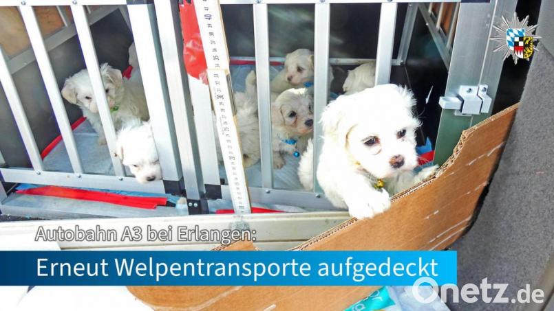 Bei Kontrollen auf der Autobahn 3 Richtung Würzburg konnte die Polizei 14 Hundewelpen und einen ausgewachsenen Hund sicherstellen. Alle Tiere waren ohne Dokumente unterwegs. Bild: Polizei Mittelfranken