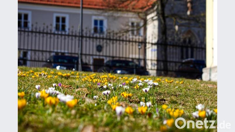 In den Kirchenfarben gelb und weiß blühen die wilden Krokusse im Kirchenpark. Im Hintergrund das Benefizium mit der Lorettokapelle. Bild: njn