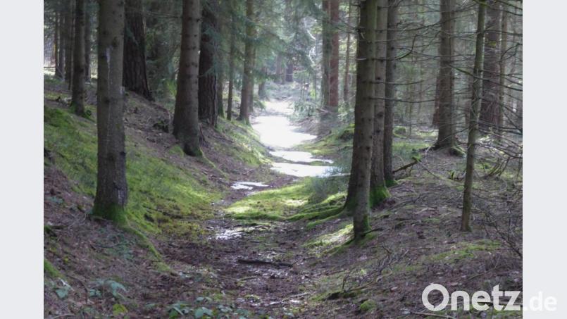 Die &quot;Goldene Straße&quot; in der Nähe des Kohlbühls Bild: fsb