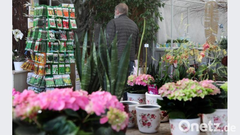 Auch Gärtnereien dürfen seit 1. März wieder öffnen. Anders als beim Friseur und in Nagelstudios werden hier auch Kunden ohne Termin bedient. Bild: Wolfgang Steinbacher