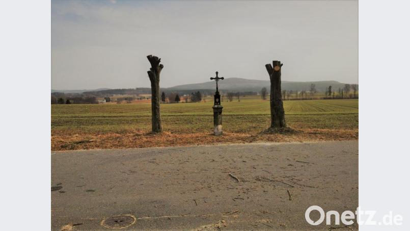 Die Bäume am Ziererl-Kreuz. Bild: gz
