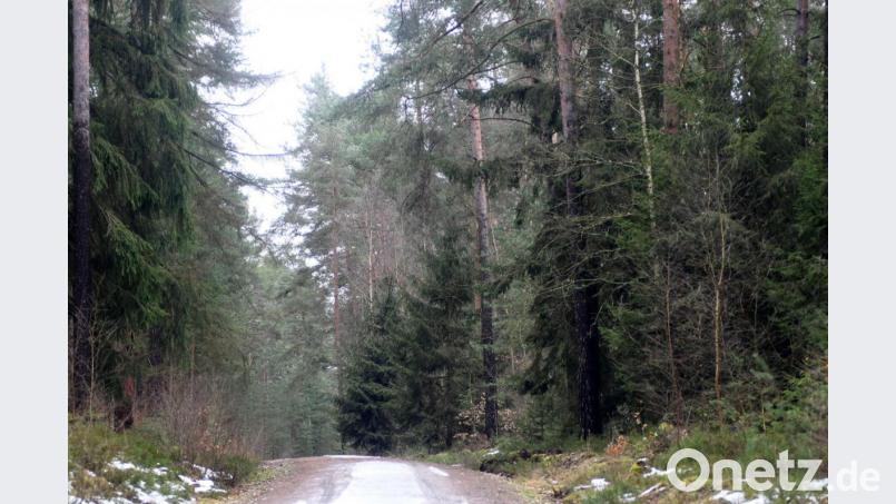Die Stadt Weiden sucht neue Gewerbeflächen. Dieser Wald im Weidener-Westen scheidet zumindest dafür aus. Bild: Gabi Schönberger