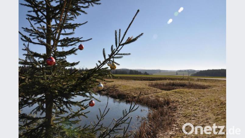 An der Abzweigung nach Wondreb hat ein Christbaum &quot;überlebt&quot;. Bild: ws