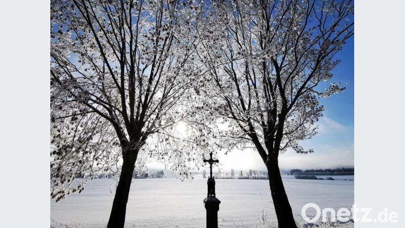 Die Bäume am Ziererlkreuz vor dem Schnitt. Bild: gz