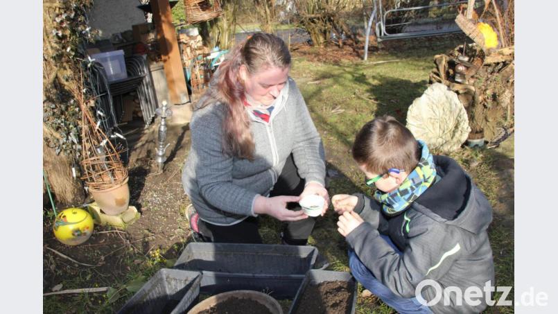 Daniela Dotzler sät zusammen mit Enkel Jonas Ringelblumen, um eine Blumenuhr anzulegen. Dieses Projekt will sie heuer mit ihrer Kindergruppe vom örtlichen Obst- und Gartenbauverein verwirklichen. Der Kasten mit den Ringelblumen kommt für die nächsten Wochen auf die warme Fensterbank im Haus. Bild: ads