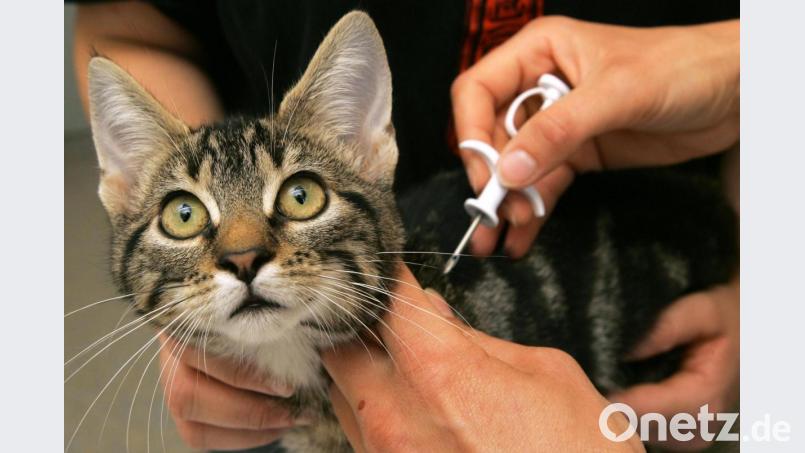 Katzen und Hunde werden häufig mit einem Mikrochip gekennzeichnet. Auf ihm ist ein Code gespeichert, der Rückschlüsse auf den Besitzer und die Registrierung des Tieres zulässt. Bild: Ingo Wagner/dpa