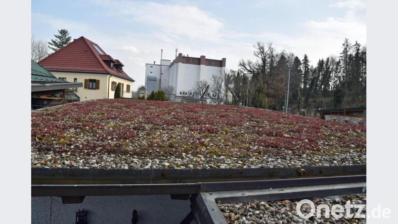 Eine Förderung von Dachbegrünungen könnte sich nach Ansicht der FDP/FWS positiv auf den Umweltschutz in Sulzbach-Rosenberg auswirken. Bild: Andreas Royer