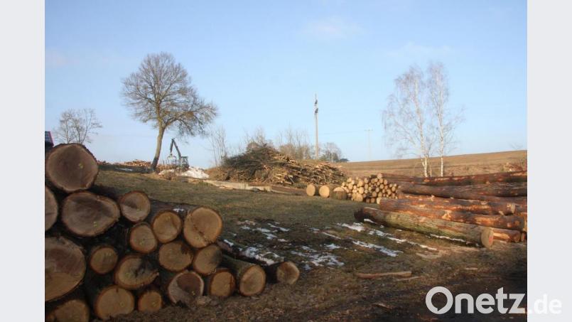 Die Baumfällarbeiten nördlich von Falkenberg sorgten für Erstaunen in der Sitzung des Marktgemeinderats. Bild: wro