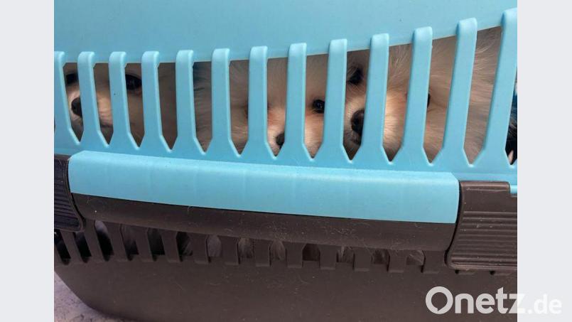 Die jungen Tiere waren in einer kleinen Box auf engstem Raum eingesperrt. Bild: Grenzpolizei Selb