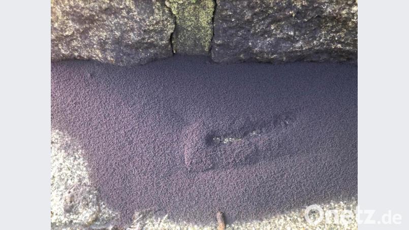 Dieser Fleck lebt: Zig Millionen Gletscherflöhe fühlen sich auf dem Grundstück von Roland Pichl in Flossenbürg besonders wohl. Bild: Roland Pichl