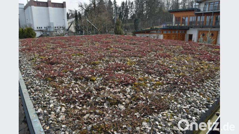 Mit grünen Dächern würde mehr Natur im Stadtgebiet einkehren. Bild: Andreas Royer