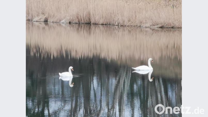 Die beiden Schwäne werden im Atzmannsee von ihrem eigenen Spiegelbild begleitet. Bild: gz