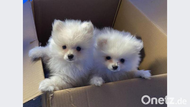 Zwei der drei gefundenen Welpen. Bild: Grenzpolizei Selb