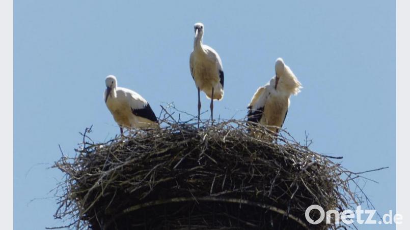 Die Störche in ihrem Nest auf dem Turm der Perschener Kirche erkunden die Umgebung. Von oben haben sie alles im Blick. Bild: wpt