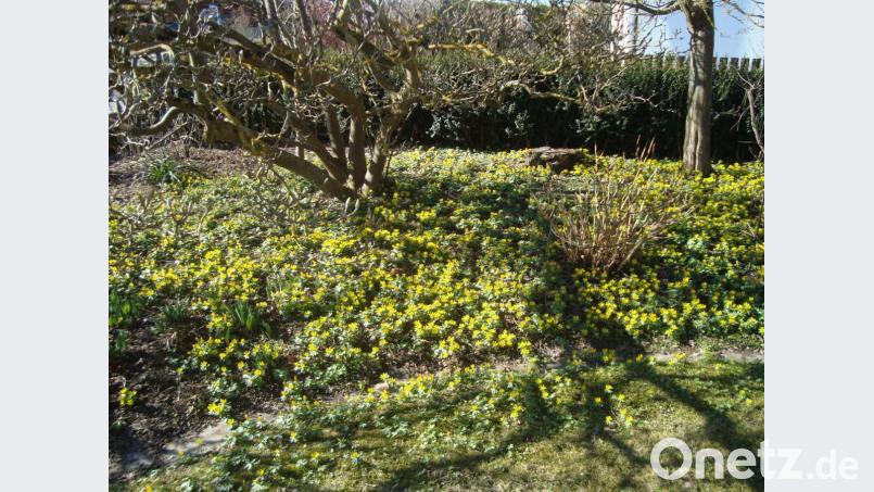 Unzählige Winterlinge sind in diesem prächtigen Garten zu entdecken. Bild: schß