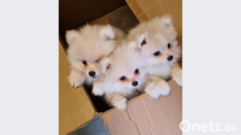 Die entdeckten Hundewelpen. Bild: Grenzpolizei Selb