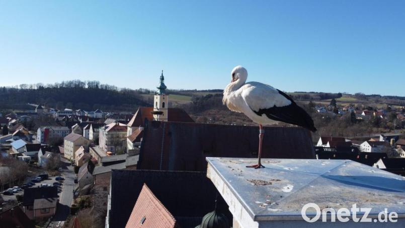 Die beiden Neustädter Störche sind in ihrer Heimat angekommen: Einer hütet das Nest (im Hintergrund), der andere ruht einbeinig auf einen blinden Kamin auf dem Landratsamt. Bild: Gustl Beer