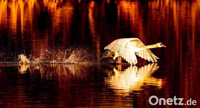 Ein Schwan legt im Trabitzer Seenland einen Turbostart hin. Bild: idu