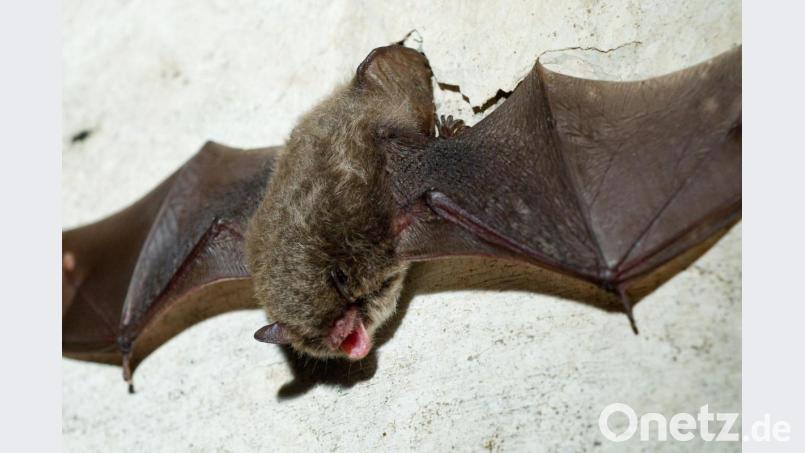 Eine Fledermaus. Symbolbild: Patrick Pleul/dpa