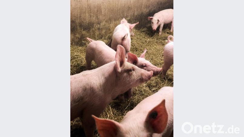 Freilaufende Schweine gibt es nur noch selten in der Landwirtschaft und auch deren Züchter haben mit Problemen zu kämpfen. Bild: Bühner