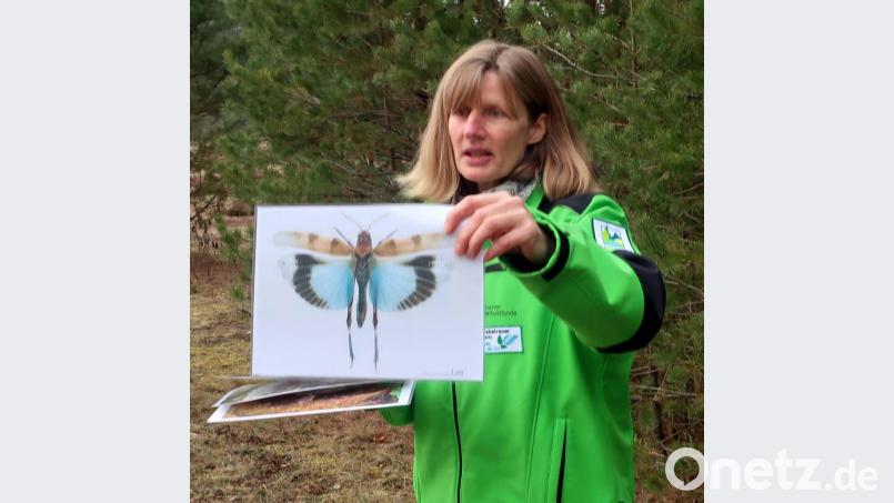 Gebietsbetreuerin Birgit Simmeth leitet Führungen durch das Naturschutzgebiet und erzählt von den Lebensbedingungen der „Blauflügeligen Ödlandschrecke“. Bild: Hirsch